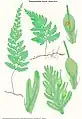 Hymenophyllum fuscum (Blume) Bosch