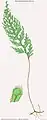 Hymenophyllum lanceolatum Hook. & Arn.