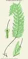 Hymenophyllum pallidum (Blume) Ebihara & K.Iwats.