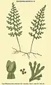 Hymenophyllum polyanthos (Sw.) Sw.