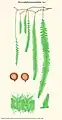 Hymenophyllum pyramidatum Desv.