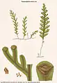 Hymenophyllum rarum R.Br.