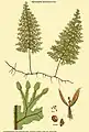Hymenophyllum valvatum Hook. & Grev.