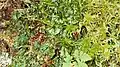 Hymenophyllum wilsonii
