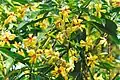 Feuilles et fleurs