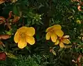 Fleurs et boutons floraux du Fleur jaune (H. lanceolatum).