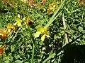 Millepertuis à quatre angles (Hypericum tetrapterum)