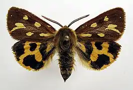 Écaille civique(Arctia aulica)