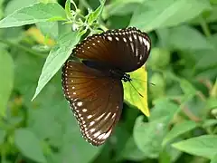 Hypolimnas anomala