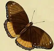 Hypolimnas antilope