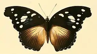 Hypolimnas dinarcha