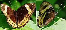Hypolimnas octucala ssp. elsina femelle Nouvelle Calédonie