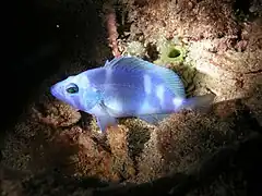 Hypoplectrus gemma