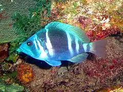 Hypoplectrus indigo