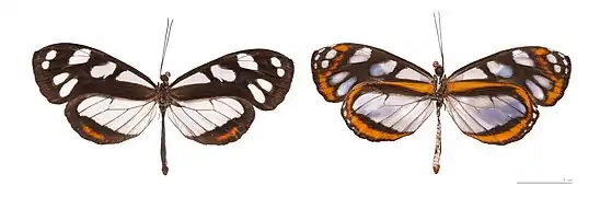 Hyposcada illinissa