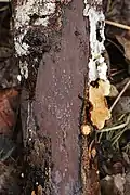 Hypoxylon petriniae