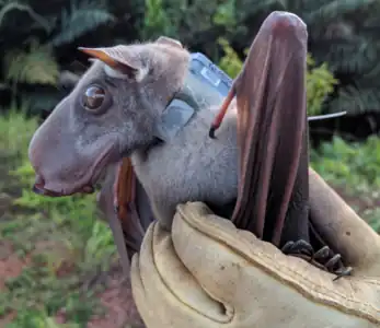 Chien volant à tête de marteau (Hypsignathus monstrosus)