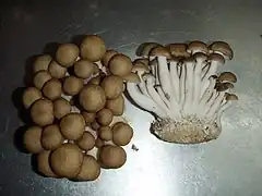 Forme brune cultivée.