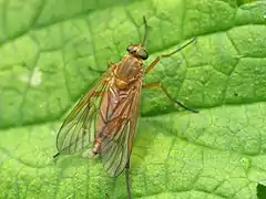 Symphoromyia immaculata.