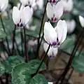Cyclamen pseudibericumf. roseum au jardin botanique de Göteborg.