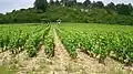 Enjambeur dans les Champs-Martin (premier cru)