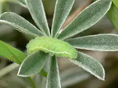 Chenille.
