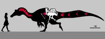 Dessin du cou fossile, des côtes, de la colonne vertébrale, du bassin et des os de la queue superposés à la silhouette d'un dinosaure, avec une silhouette humaine à gauche.