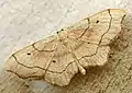 Idaea emarginata  (Linnaeus, 1758)