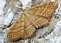 Idaea ochrata  (Scopoli, 1763)