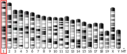 Chromosome 1 (souris)
