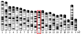 Chromosome 11 (souris)