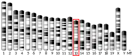 Chromosome 13 (souris)