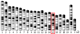 Chromosome 15 (souris)