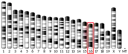 Chromosome 16 (souris)