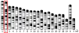 Chromosome 2 (souris)