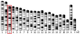 Chromosome 3 (souris)