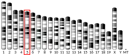 Chromosome 5 (souris)