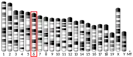 Chromosome 6 (souris)