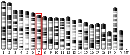 Chromosome 7 (souris)