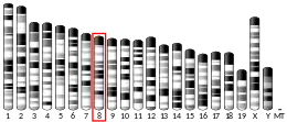 Chromosome 8 (souris)