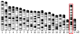 X chromosome (souris)