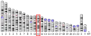 Chromosome 11 humain