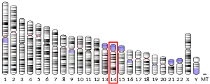 Chromosome 14 humain