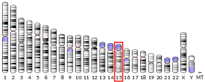 Chromosome 15 humain
