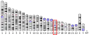 Chromosome 16 humain