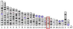Chromosome 17 humain