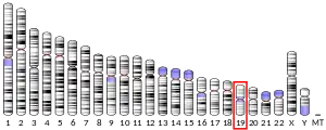 Chromosome 19 humain