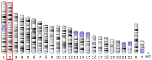 Chromosome 2 humain