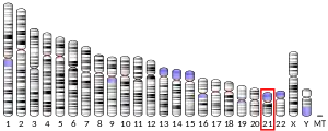 Chromosome 21 humain