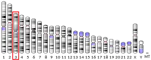 Chromosome 3 humain